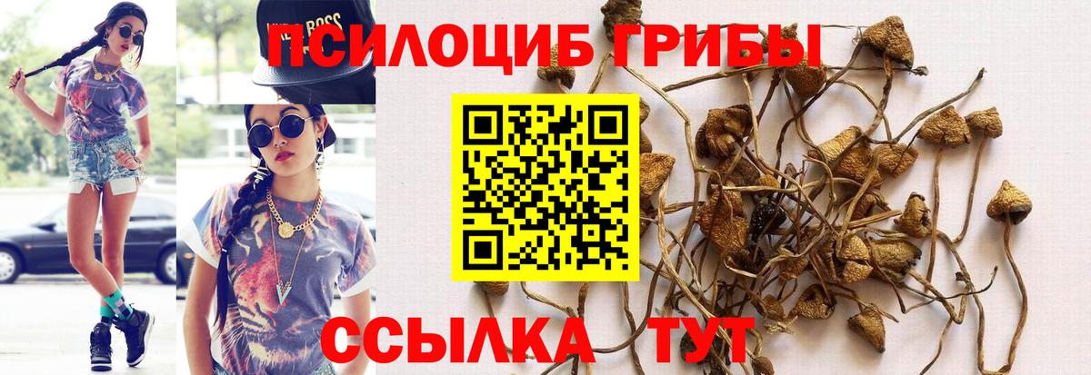 Псилоцибиновые грибы Cubensis  Вход с VPN  Сафоново 